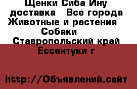 Щенки Сиба Ину доставка - Все города Животные и растения » Собаки   . Ставропольский край,Ессентуки г.